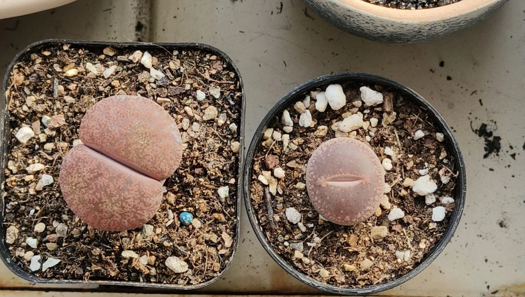 酒红紫熏多肉植物