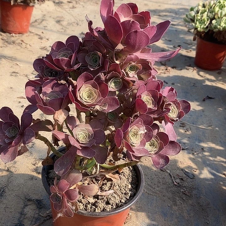 魅金玫瑰7多肉植物法师发的