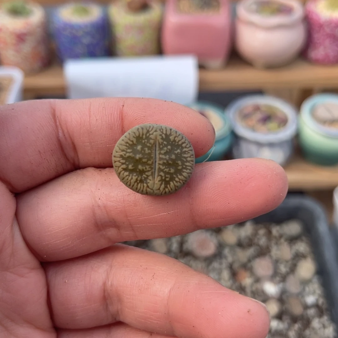 多肉植物一物一拍15