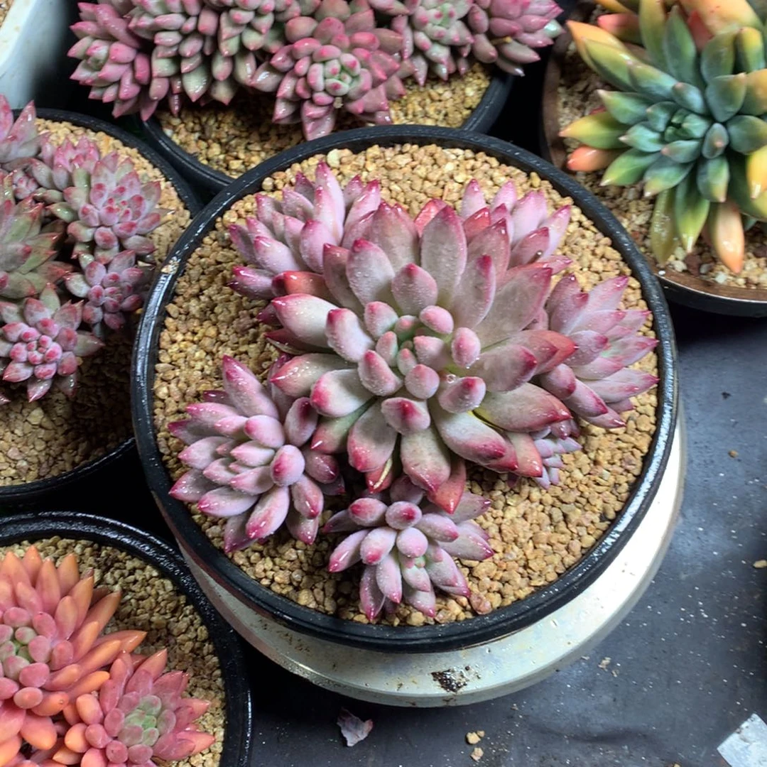 胖体如烟美人多肉植物手捧