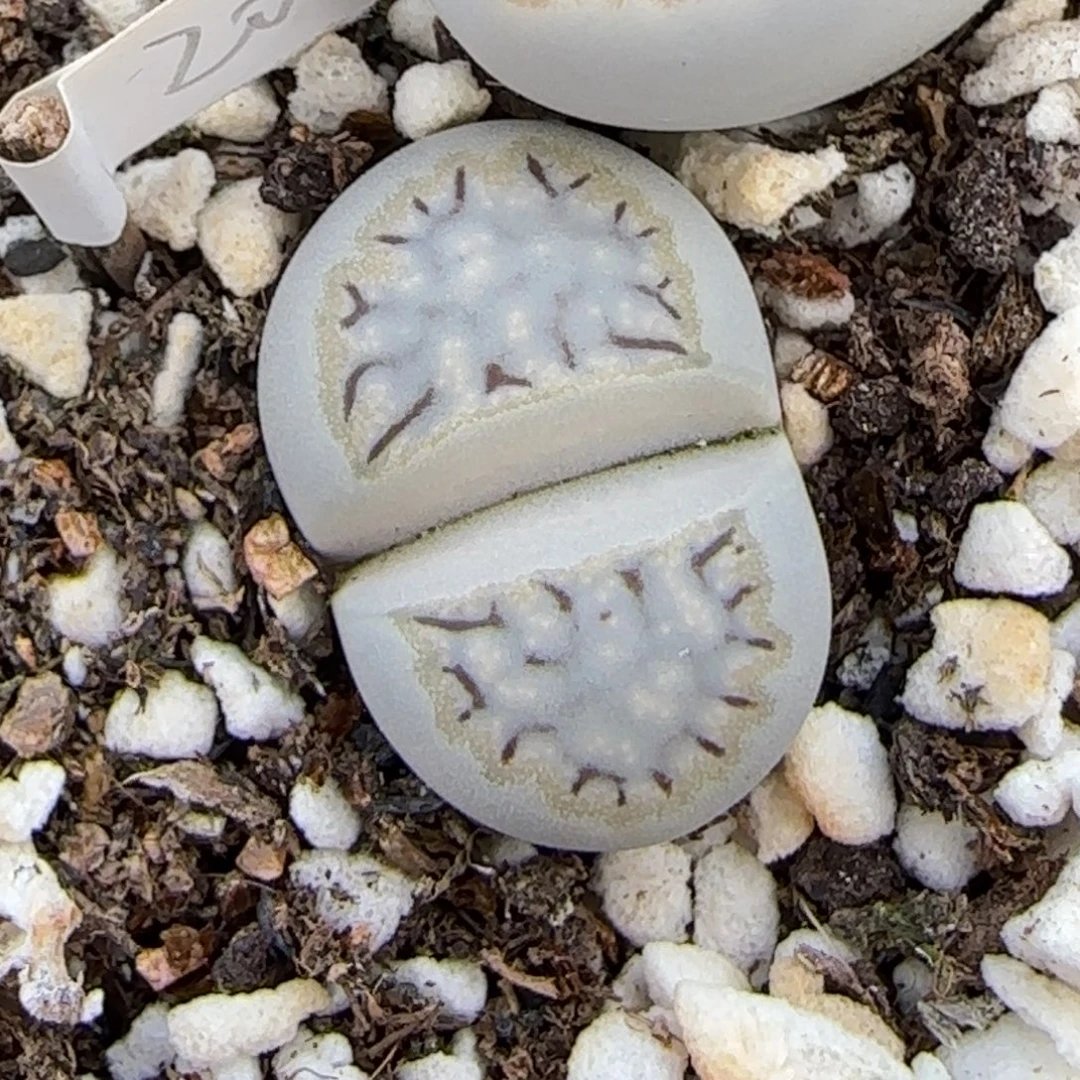 12.6.1621.6糖霜饼干.9108