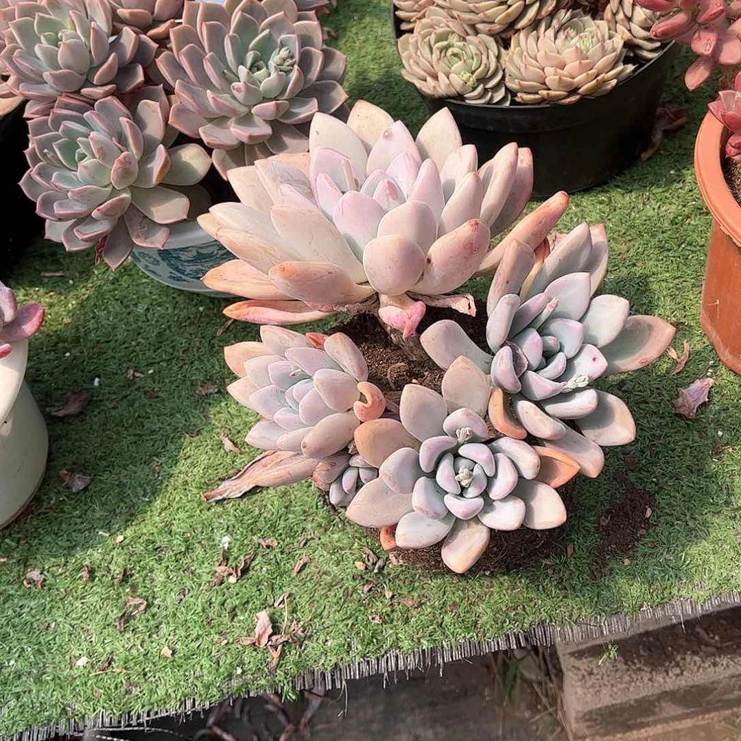 彤*奥普多肉植物5