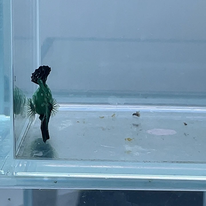 斗鱼包活不包损 感谢支持