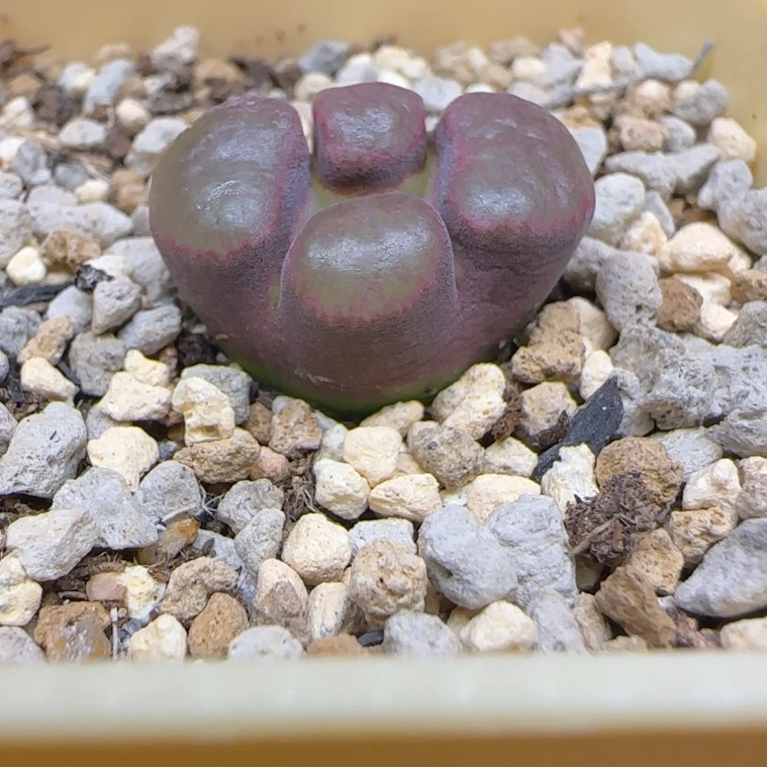 风铃缀化多肉植物一颗