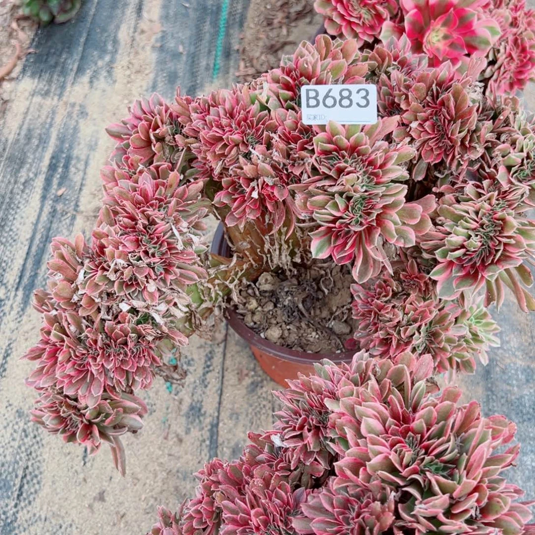 683粉女巫缀化多肉植物法师