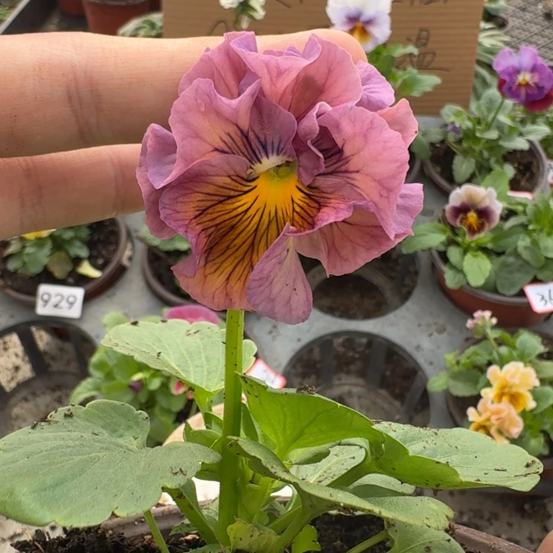 大部分花苞少量开放334