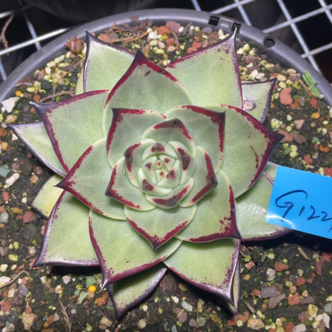 多肉植物多肉植物1221