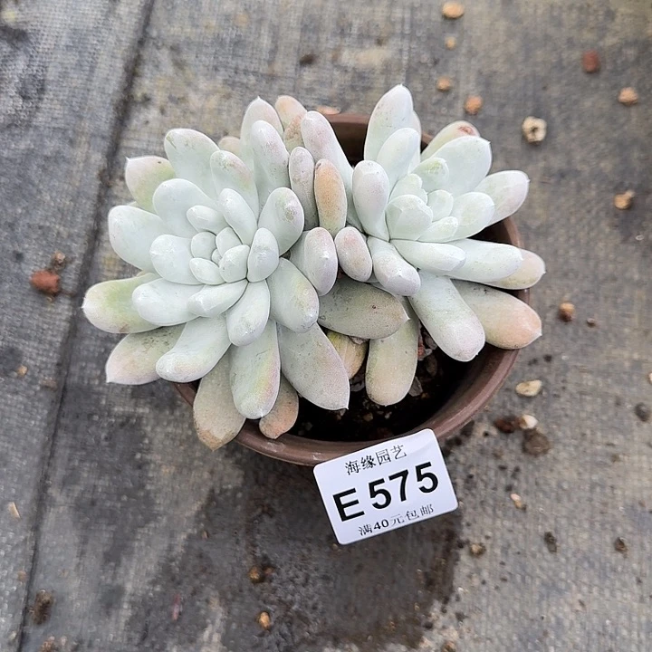 拇指仙女杯一物一拍