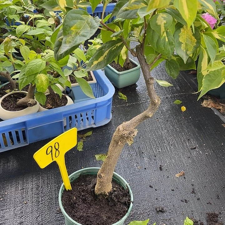 当前无花栽培后可以开花98金心双色桩，有舍利，