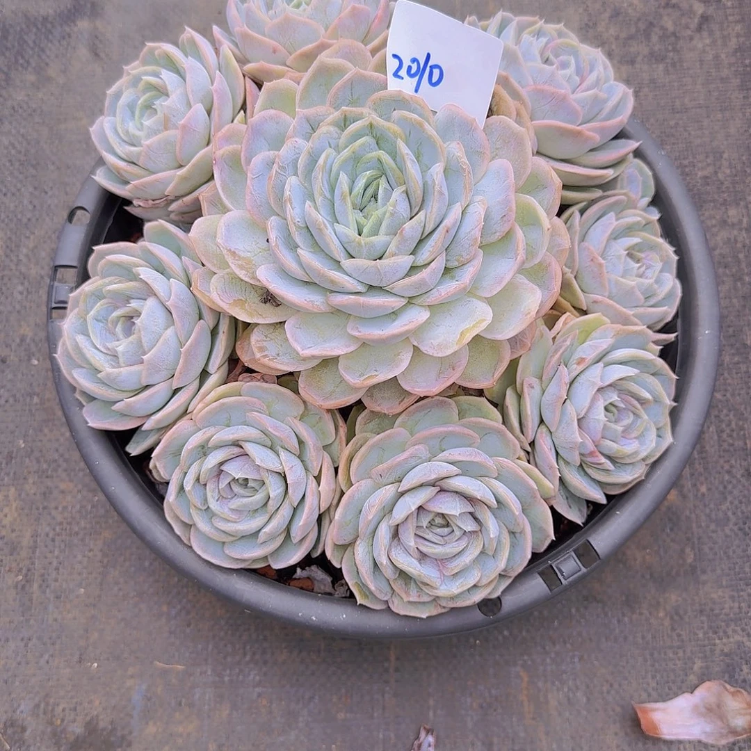 G***彩2010蓝色惊喜多肉植物