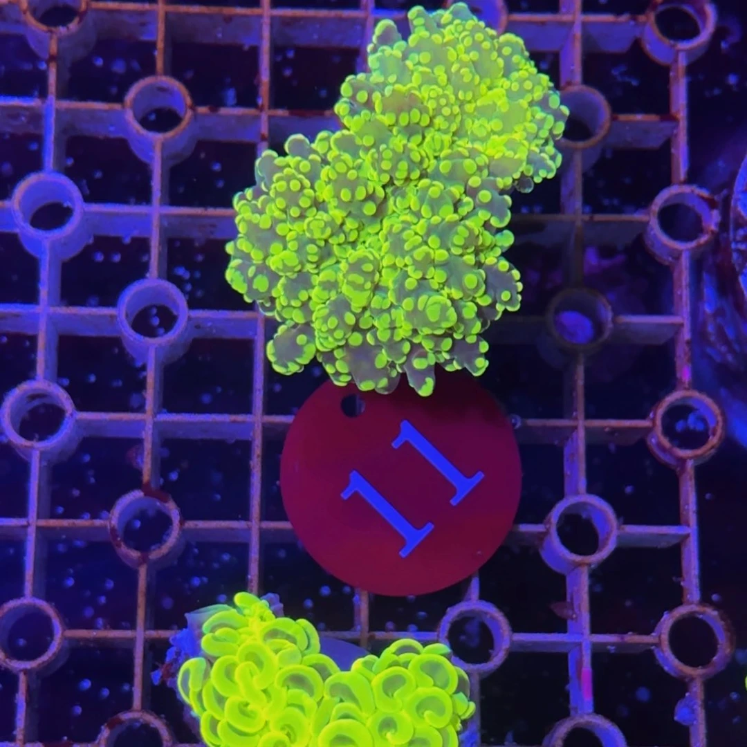 万鱼来朝海水观赏