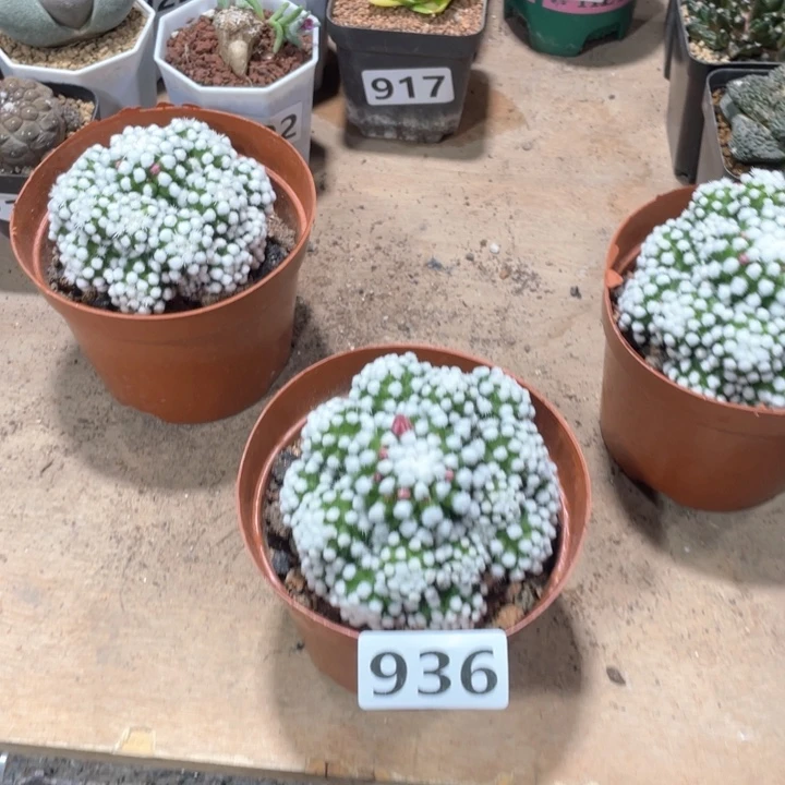 8**5936明日香姬多头