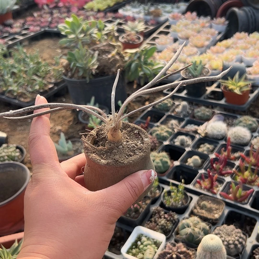 多肉植物长叶美杜莎