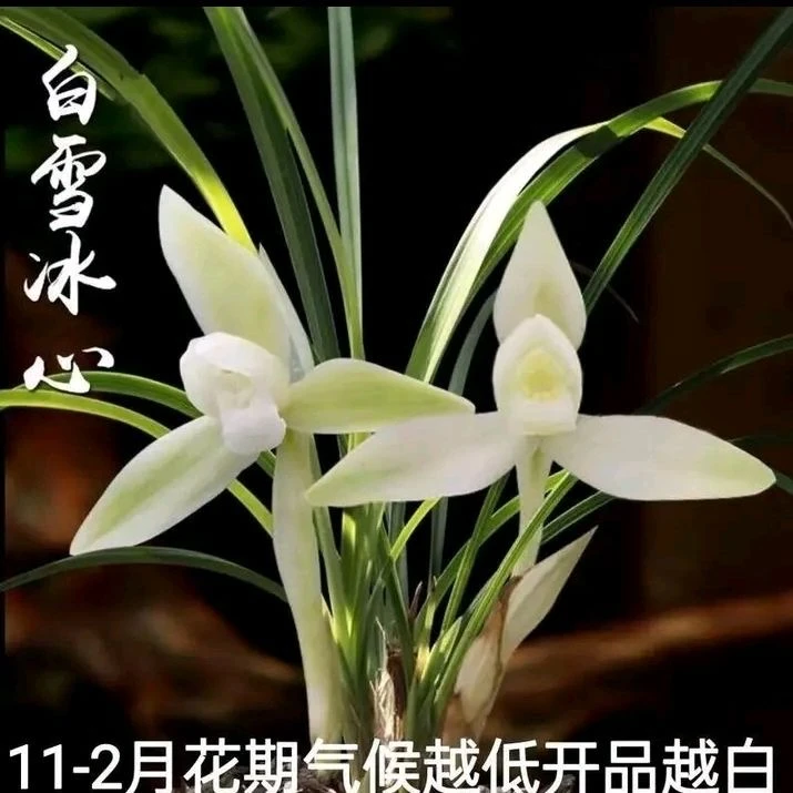 兰花苗春兰【白雪冰心】浓香型好养殖易开花室内花卉绿植盆栽