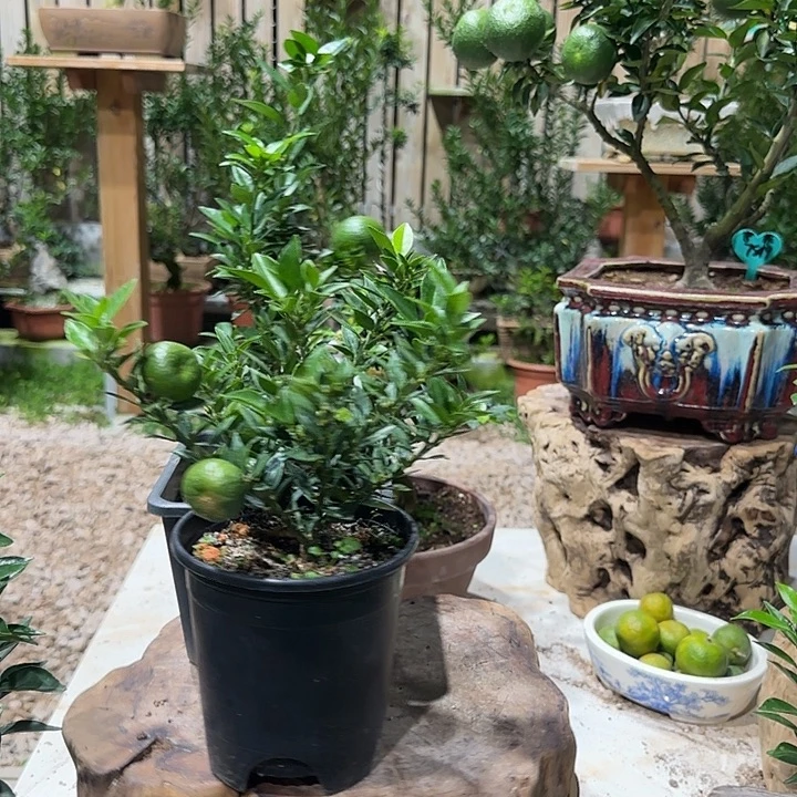 珍***惜直播间八房柑一物一拍