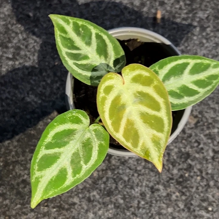 完全开放圆圆脸撕裂水晶