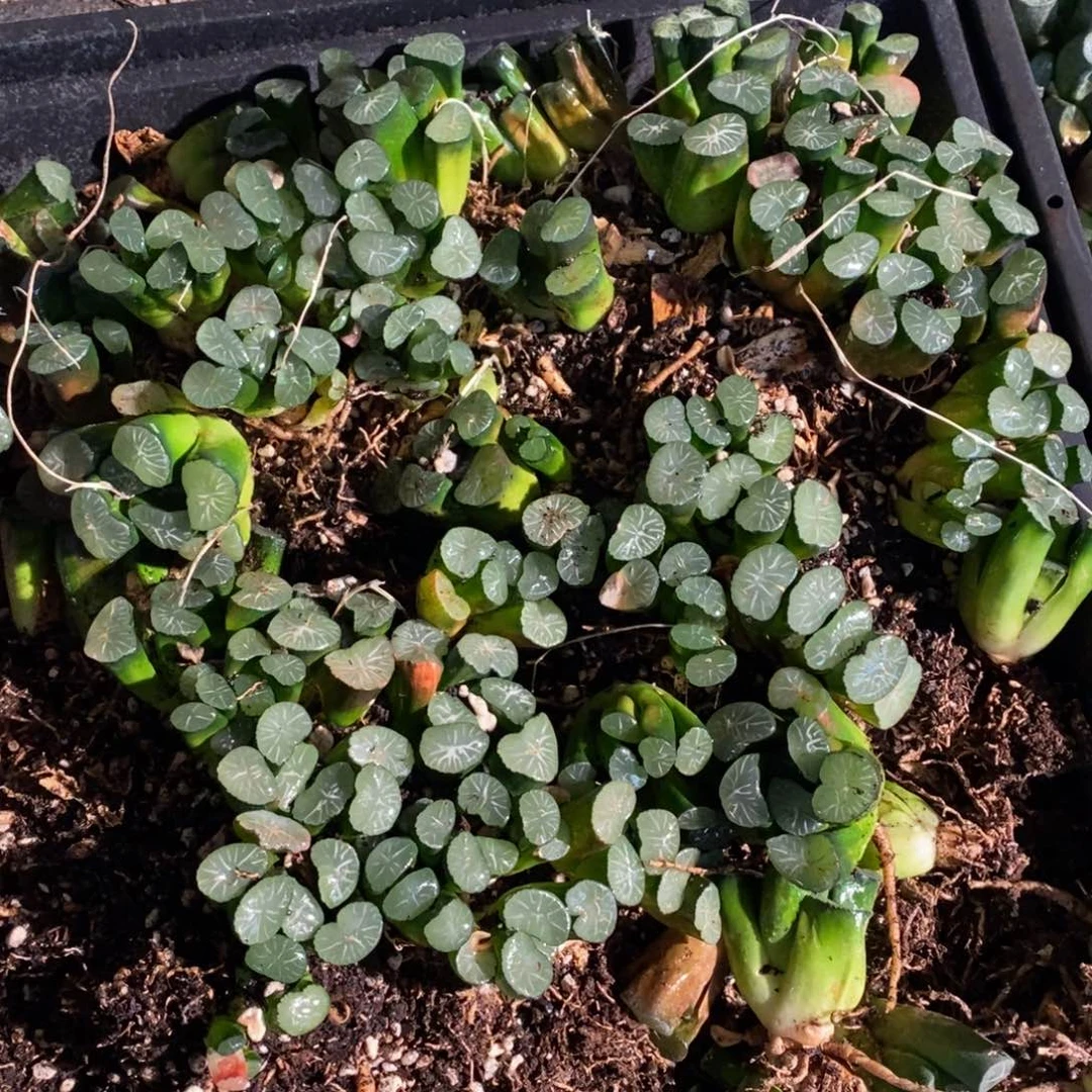 526 一颗优选实生大万象 新年整点福利