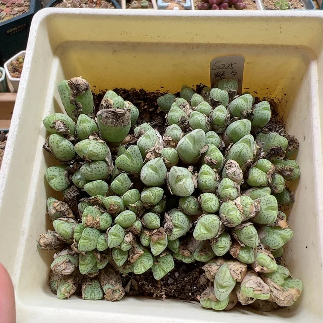 【闪购商品】34 清