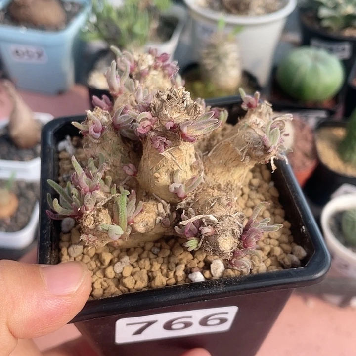 766大天赐块根植物