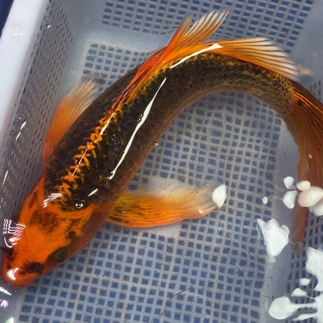 锦鲤冷水锦鲤包邮