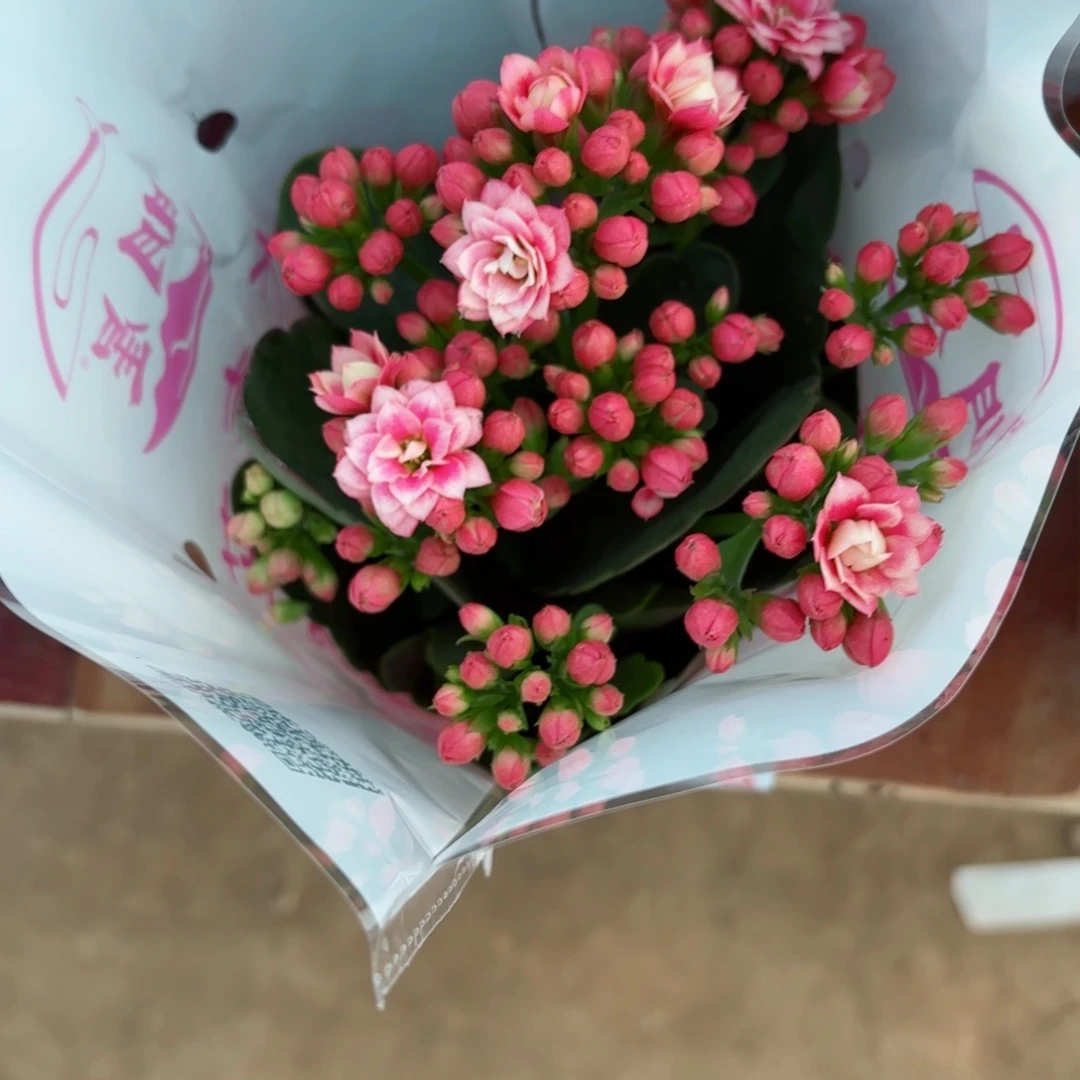 A296鸳鸯锦一颗长寿花
