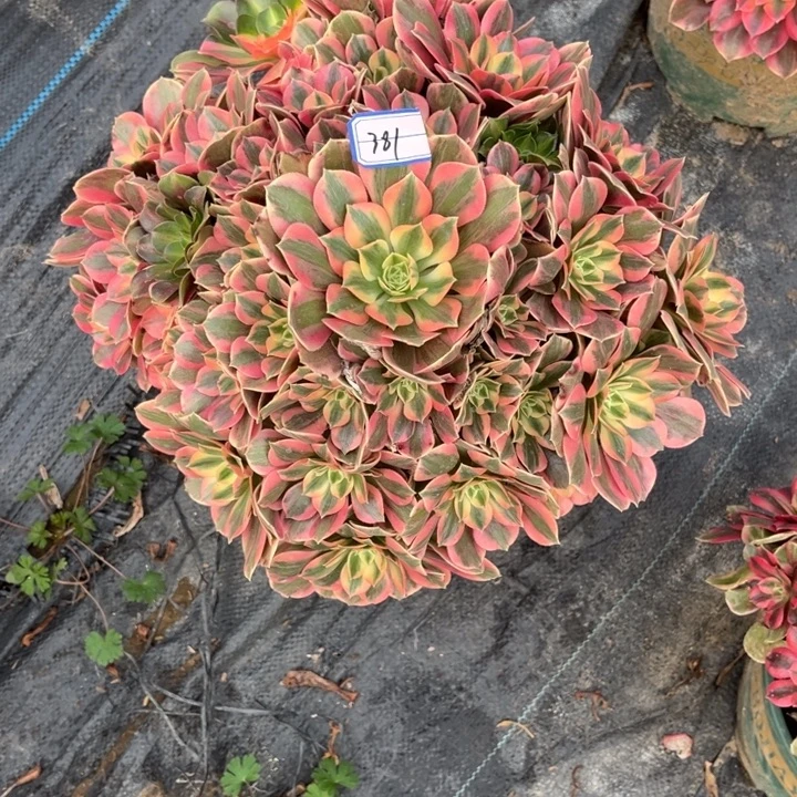 381女妖多肉植物法师