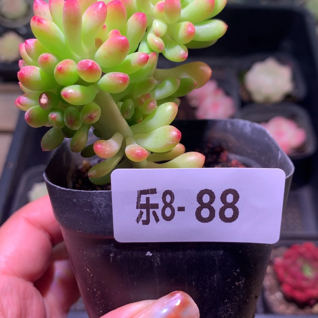 乐然 8-88 青松缀化