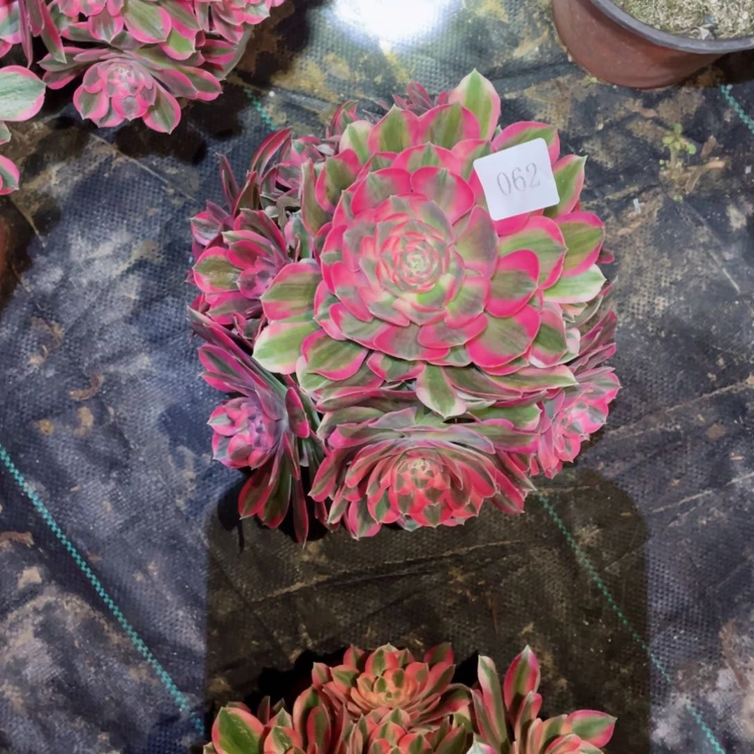 多肉植物粉女郎062