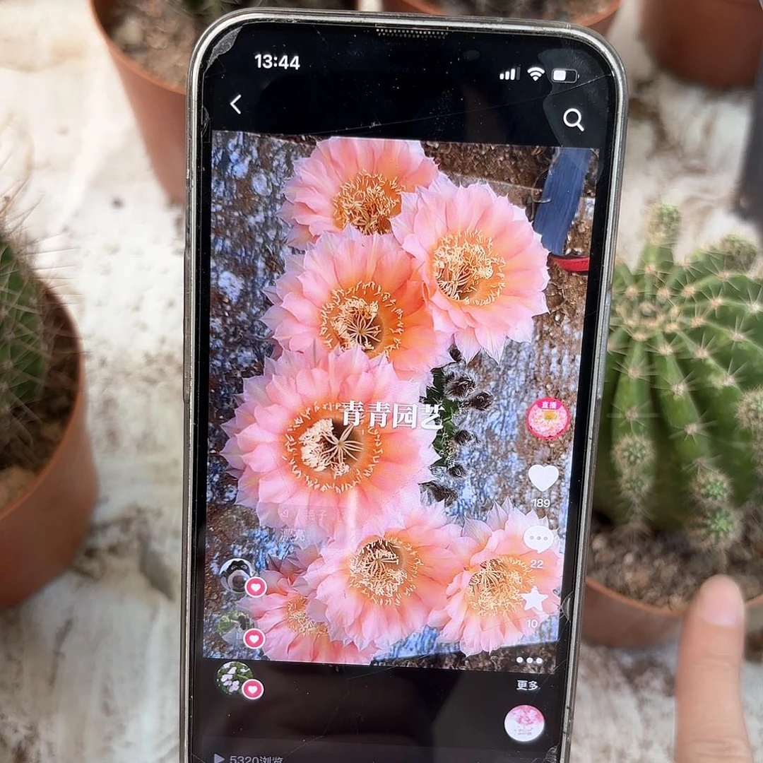 彩草1-7号6-7公分左右