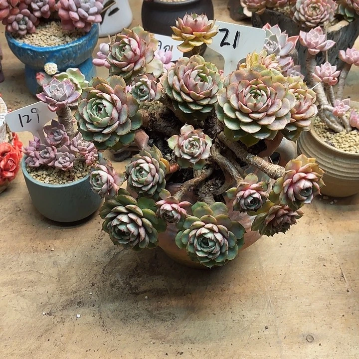 多肉植物，笨吧蒂斯21号