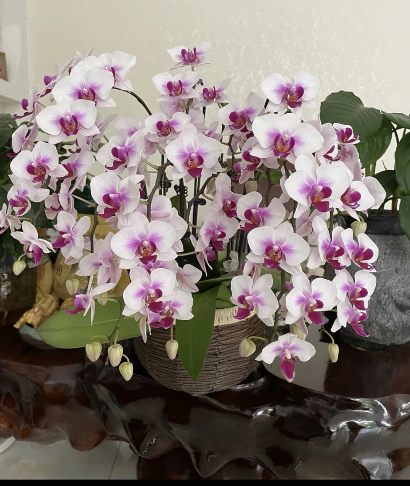 《春之舞》蝴蝶兰出梗苗2.8寸双花剑基地直发