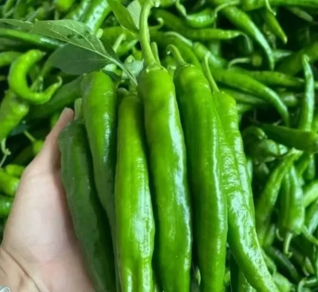 新鲜现摘牛角辣椒羊角辣椒微辣中辣肉脆香辣口感产地直发包邮