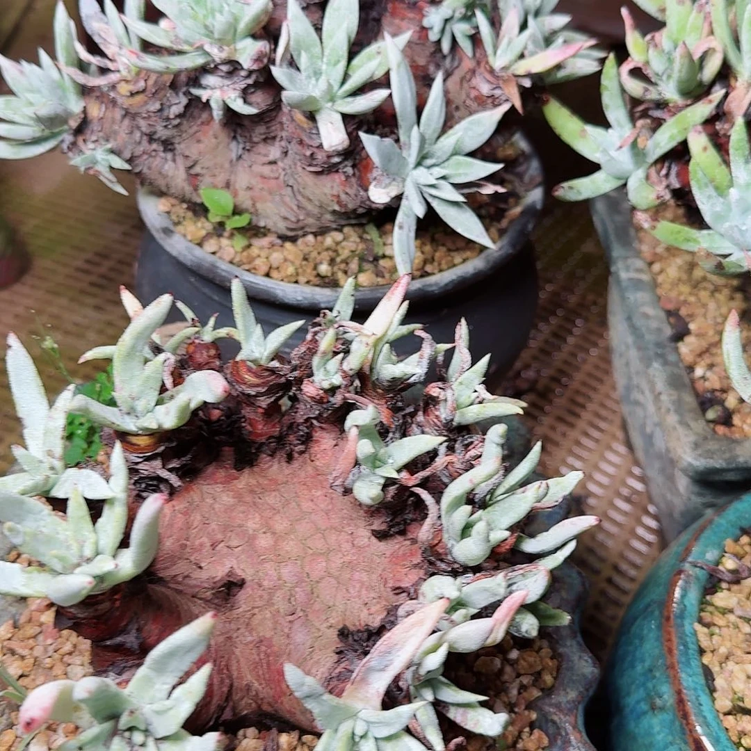 1703两颗仙女杯多肉