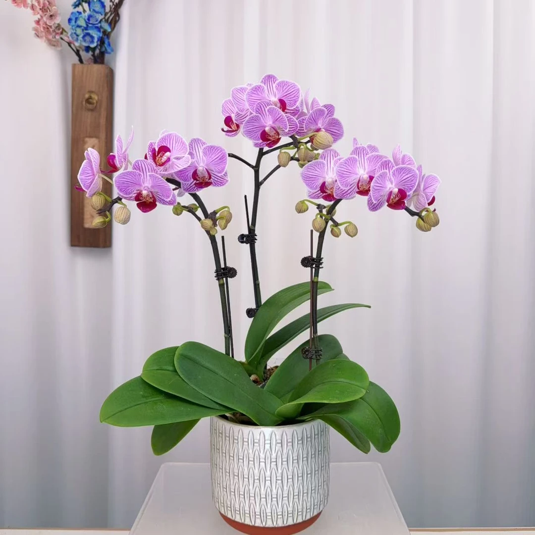 九仙嶂【奥利奥01】高端蝴蝶兰室内花卉