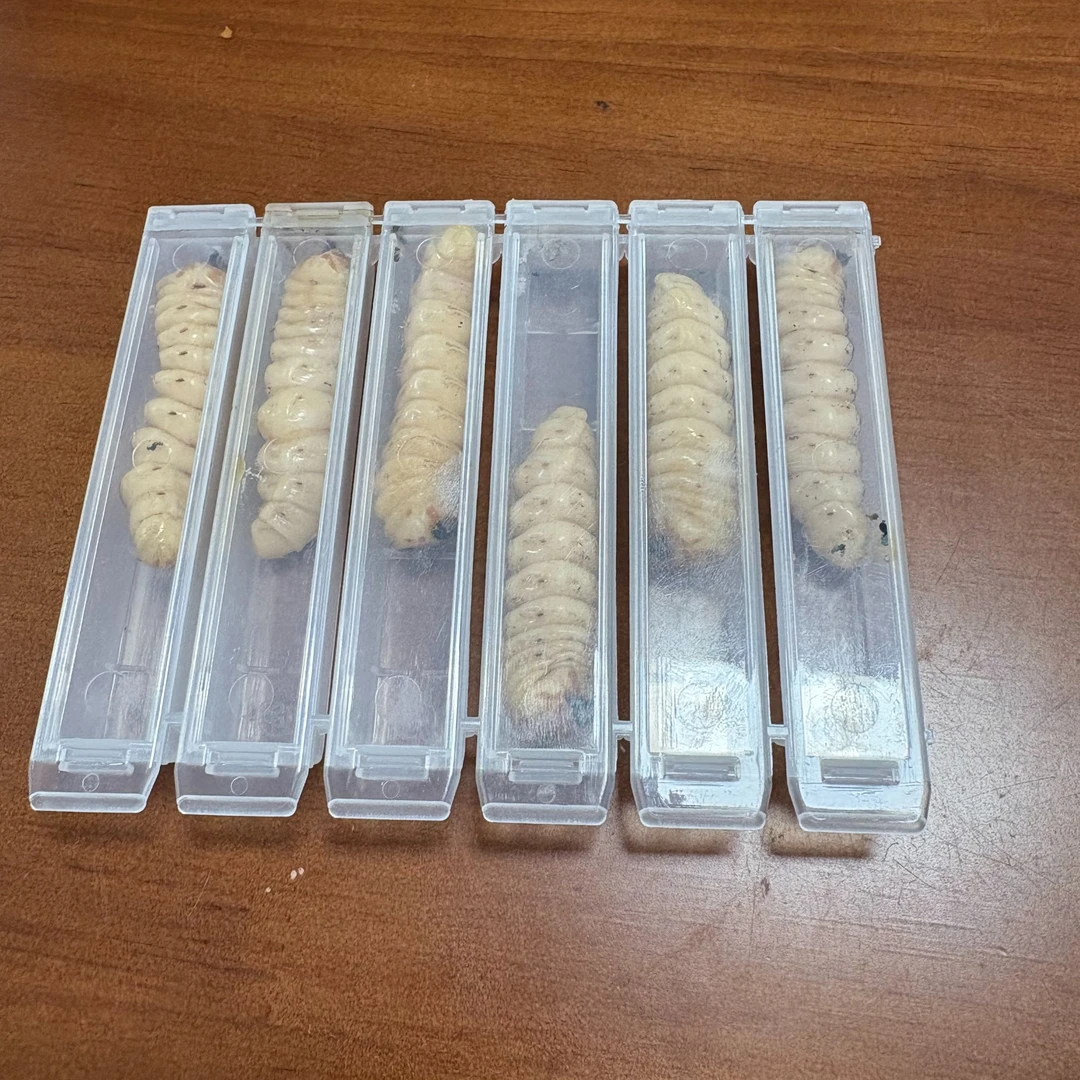 中号六条云实树斗米虫天牛幼虫活体