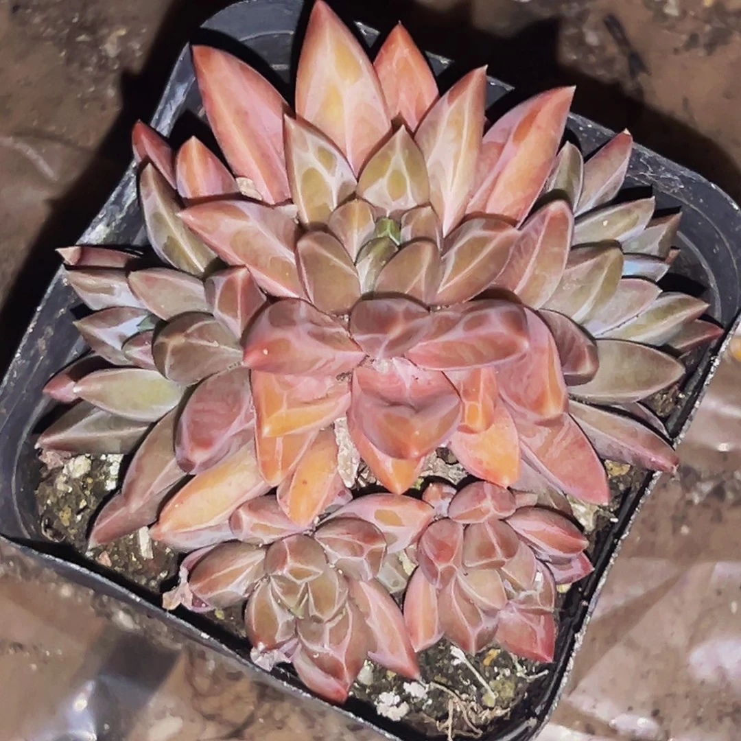 桔云多肉美人精品系列