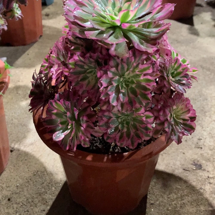 824红铜多肉植物特价