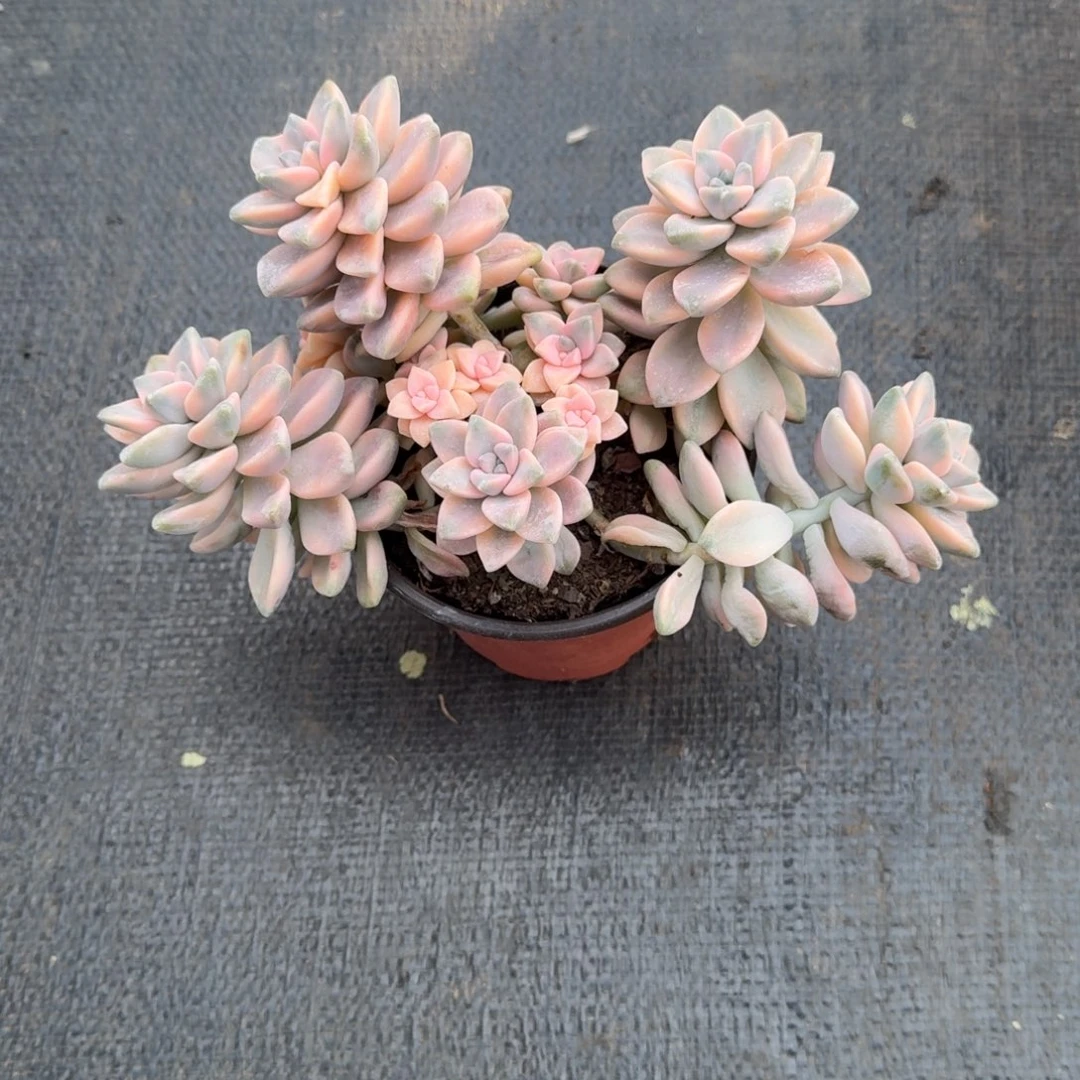 可***想美杏锦锦上园艺一物一拍