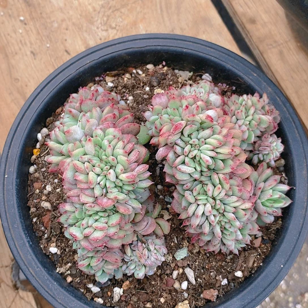 买一送一的对话买一送一缀