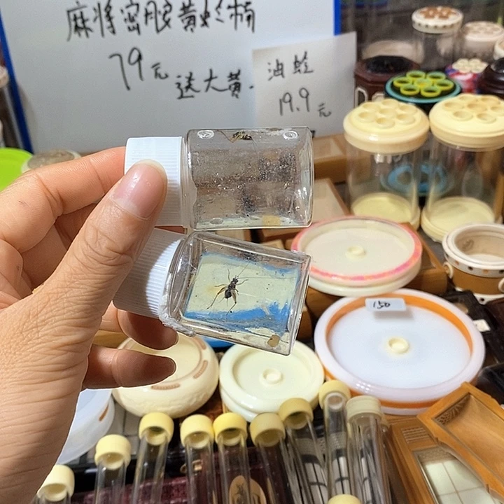 油蛉2只啊啊啊啊啊啊