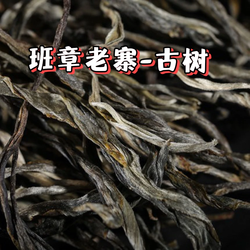 2025年春·班章老寨古树｜普洱茶生茶_支持定制