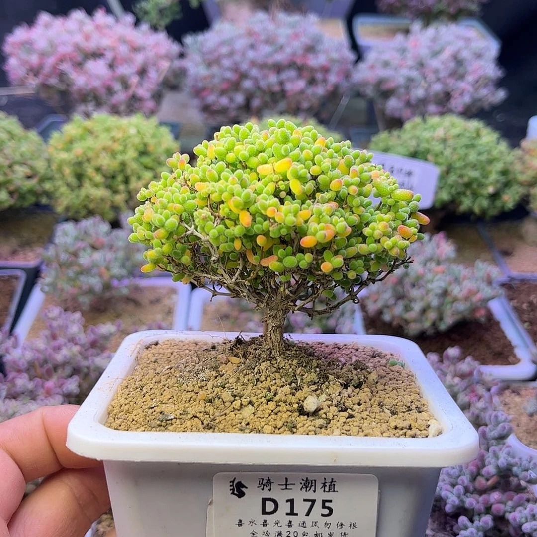 175蜜橘糖球枝干多肉