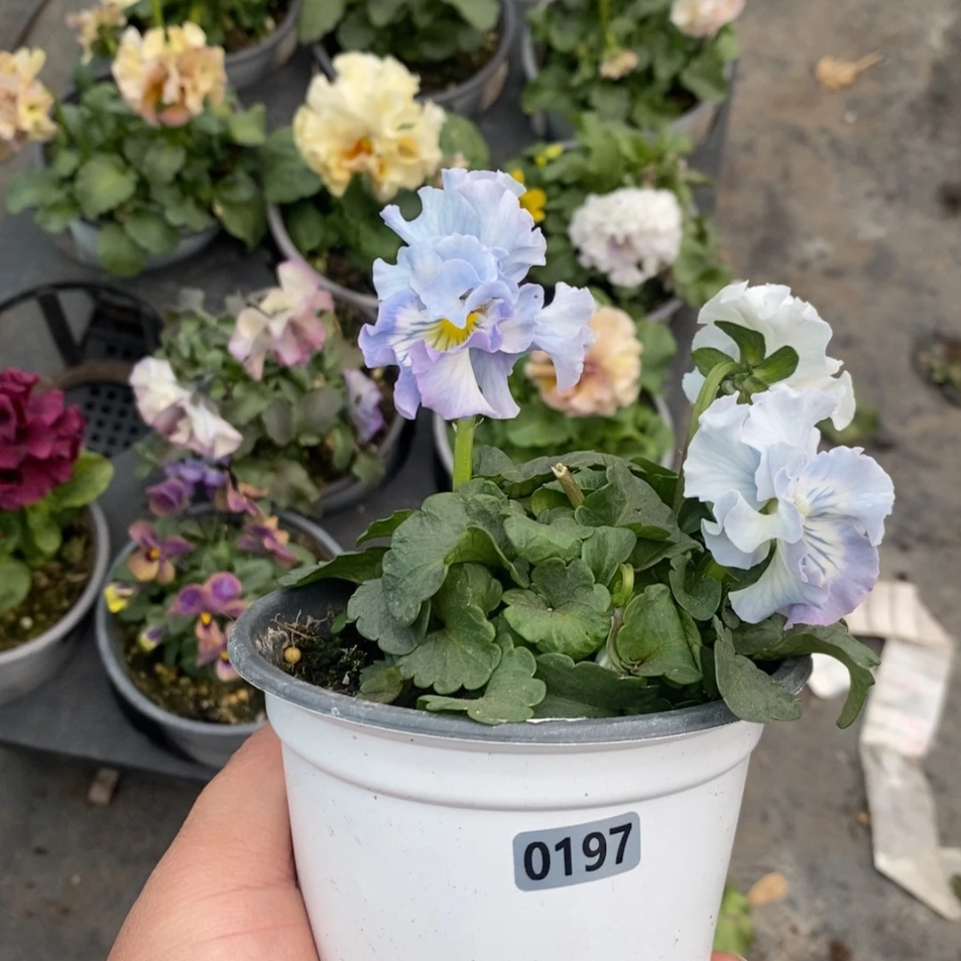 完全开放0197号不售后