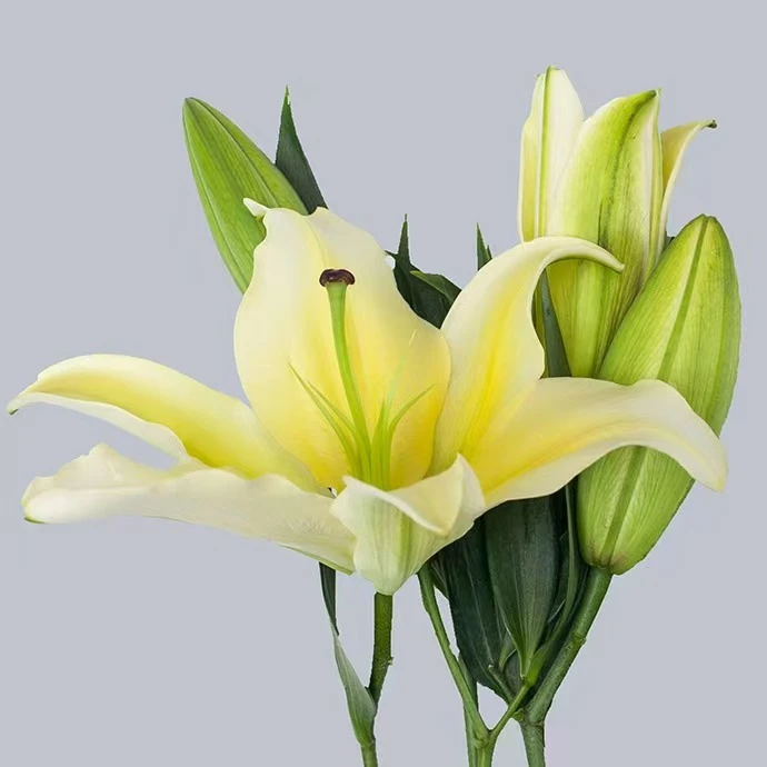 【AA级黄天霸】浓香型香水百合黄百合花卉鲜花顺丰包邮百合花