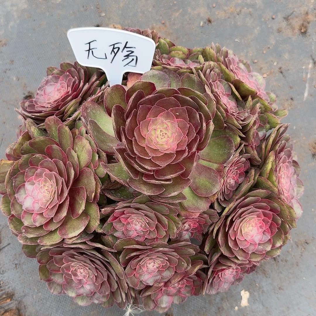 淡****5555寄养发货法师