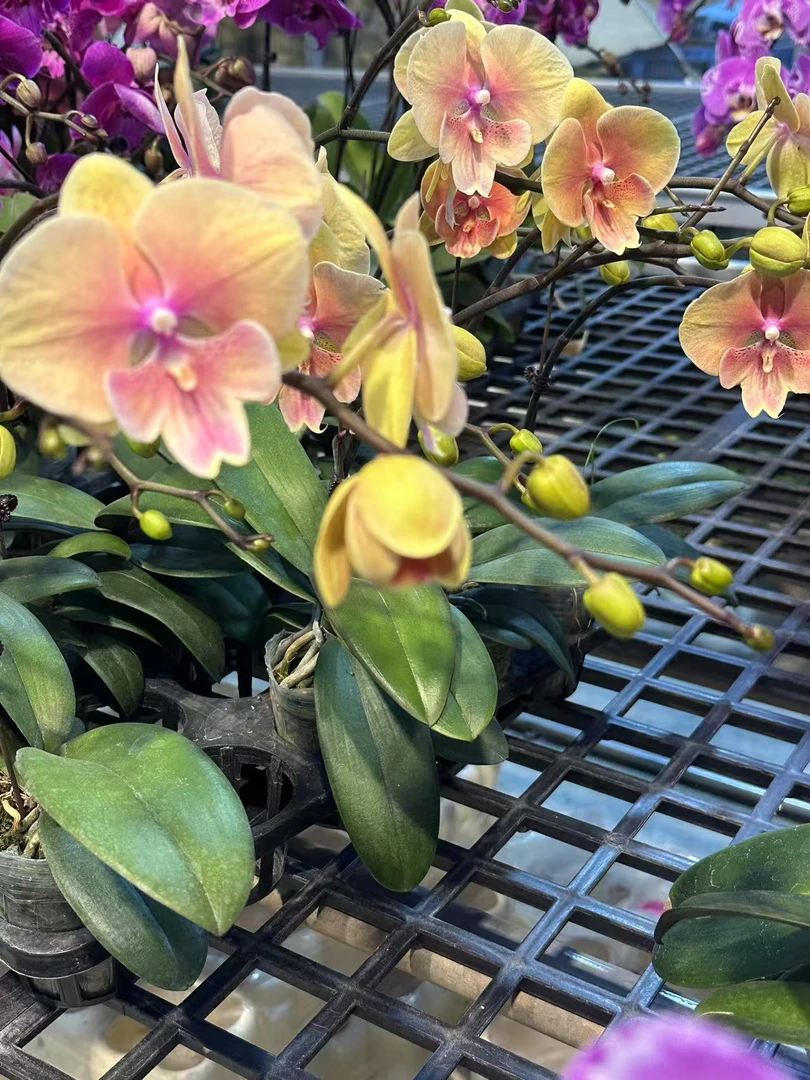 蝴蝶兰【黄桃】 好养耐养花期长  基地直发