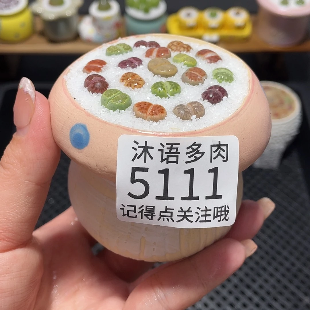 带盆土植物 一物一拍5111