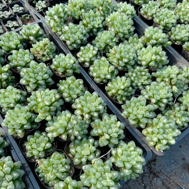 灯芯玉露多肉植物一颗