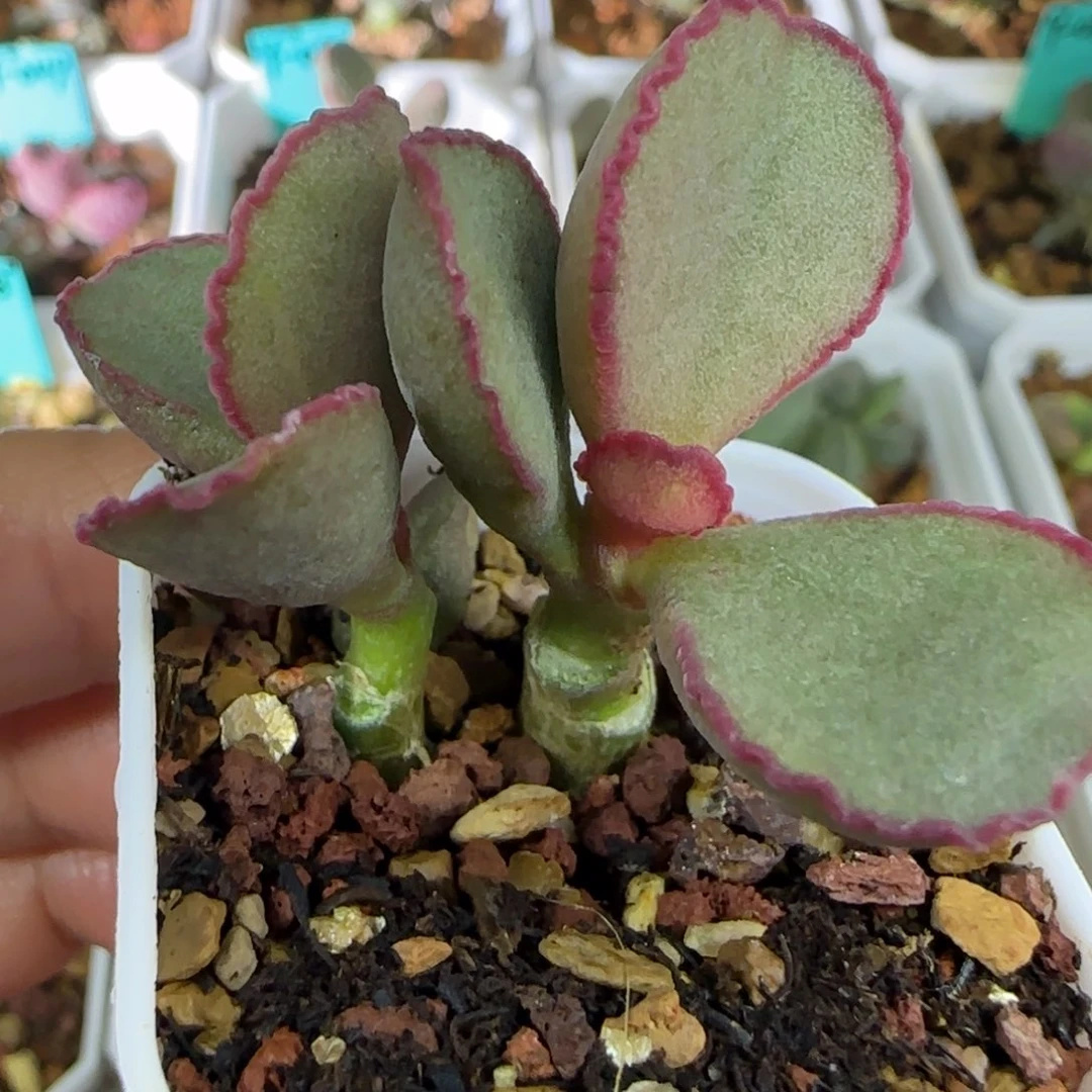 红边蛋，桩子，四方盆发