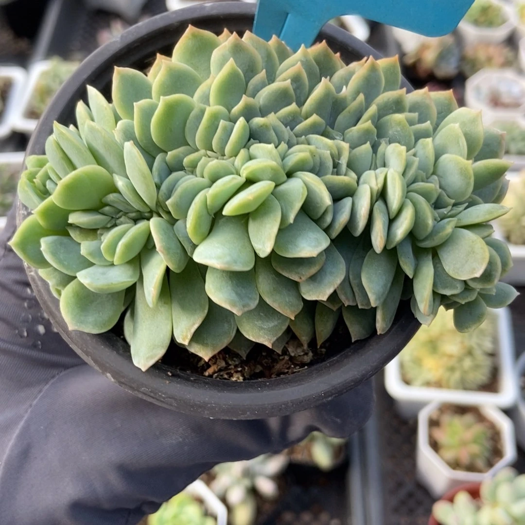 7075莎莎女王缀多肉植物保护